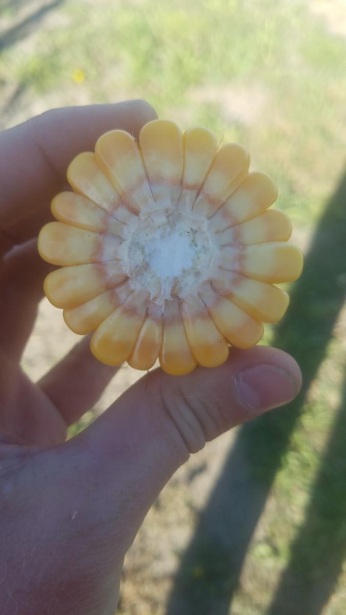 cross section of corn
