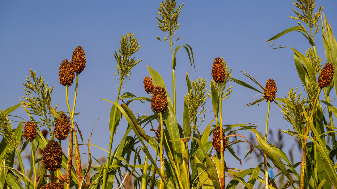 Sorghum plants with brown seed heads and green leaves under a clear blue sky.