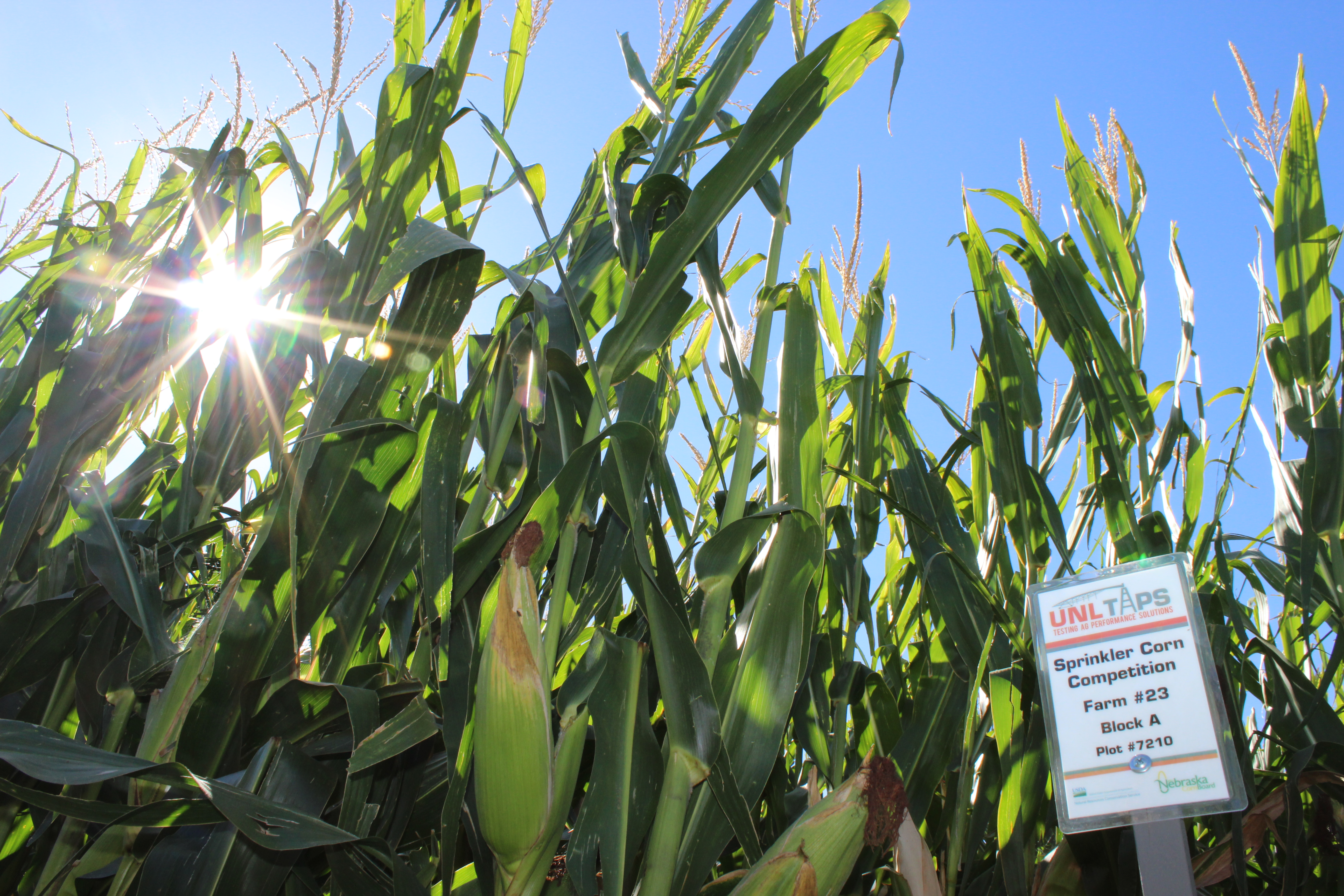 TAPS Corn Sign