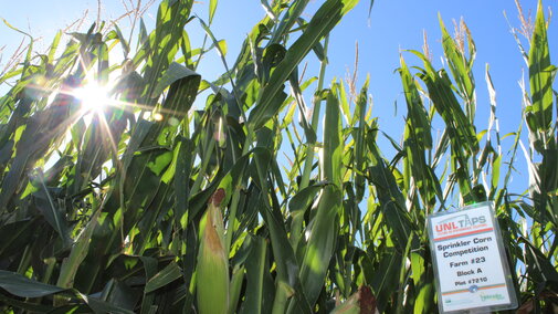 TAPS Corn Sign