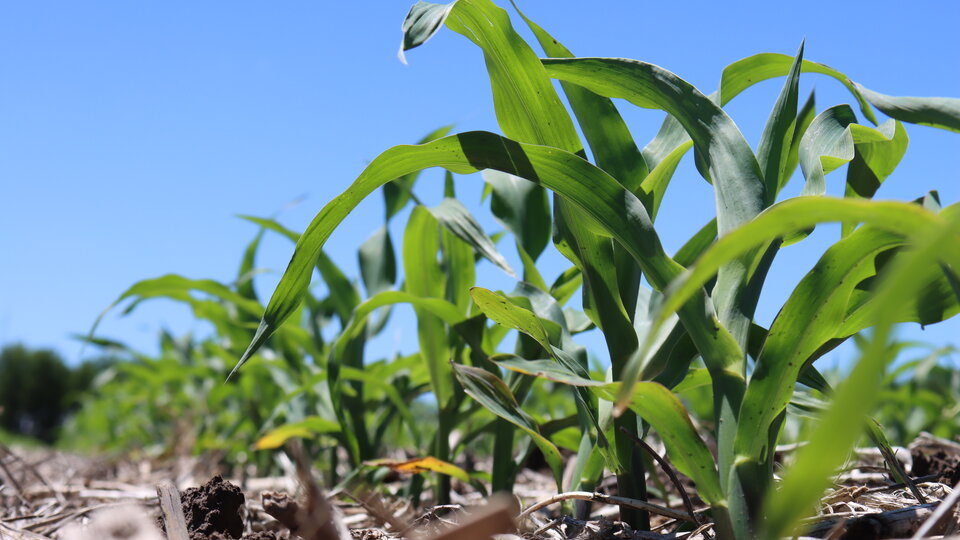 TAPS Corn Field