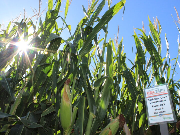 TAPS Sprinkler Corn Field w/ Sign