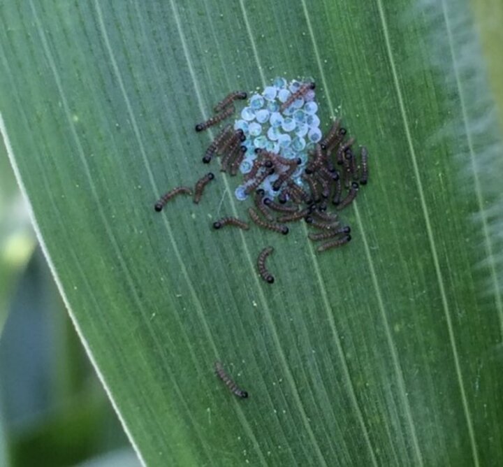 Western Bean Cutworm Larvae